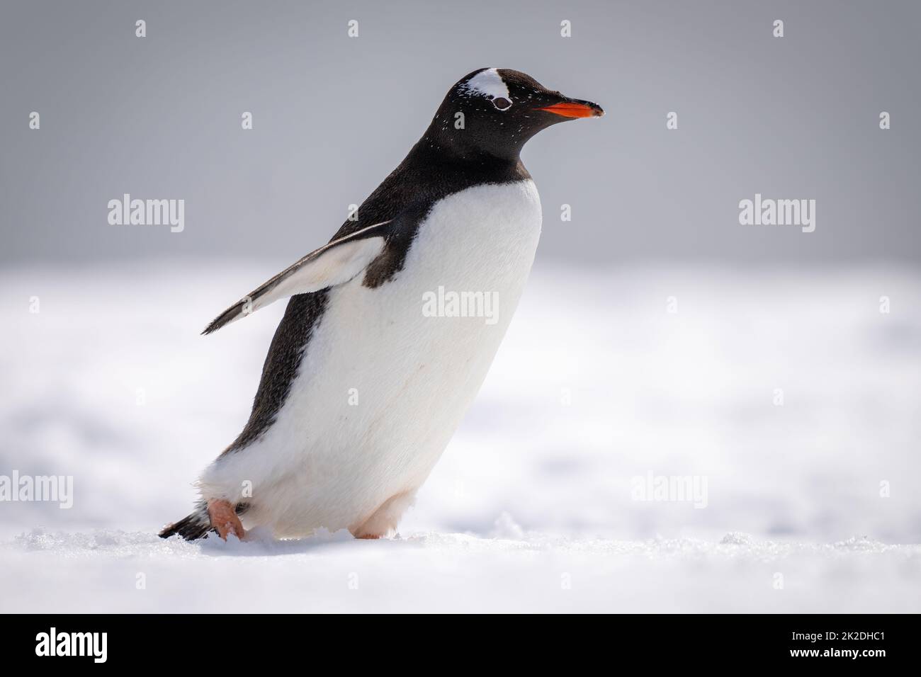 Gentoo penguin walks across snow facing right Stock Photo