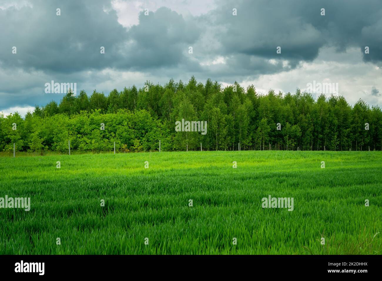 Green field, forest and gray clouds on the sky Stock Photo - Alamy