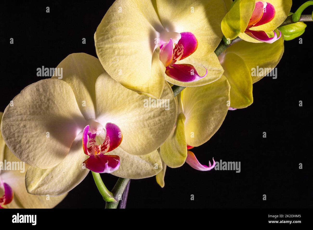 Beautiful yellow orchid flowers Stock Photo