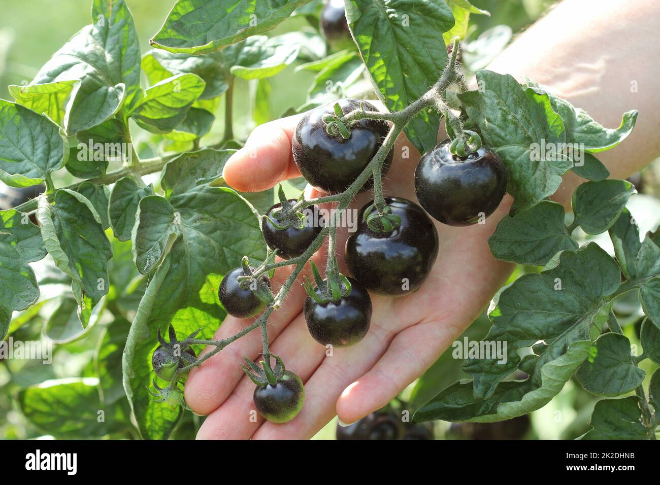 Black tomatoes on a branch in the garden. Indigo rose tomato Stock ...