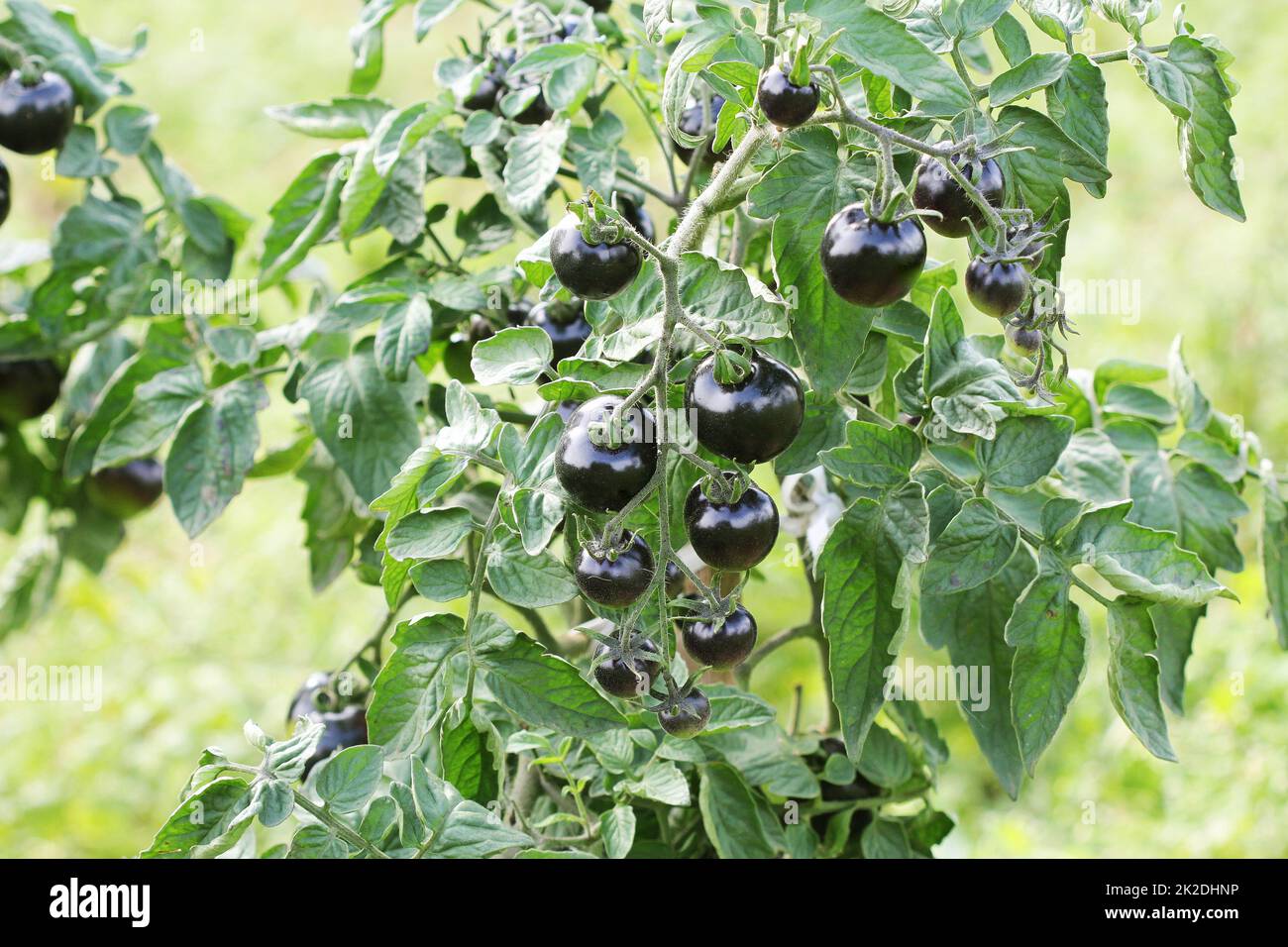 Black tomatoes on a branch in the garden. Indigo rose tomato Stock ...