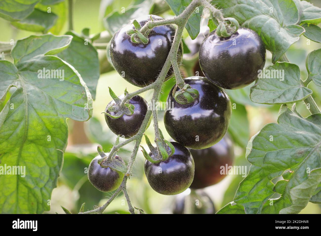 Black tomatoes on a branch in the garden. Indigo rose tomato Stock ...