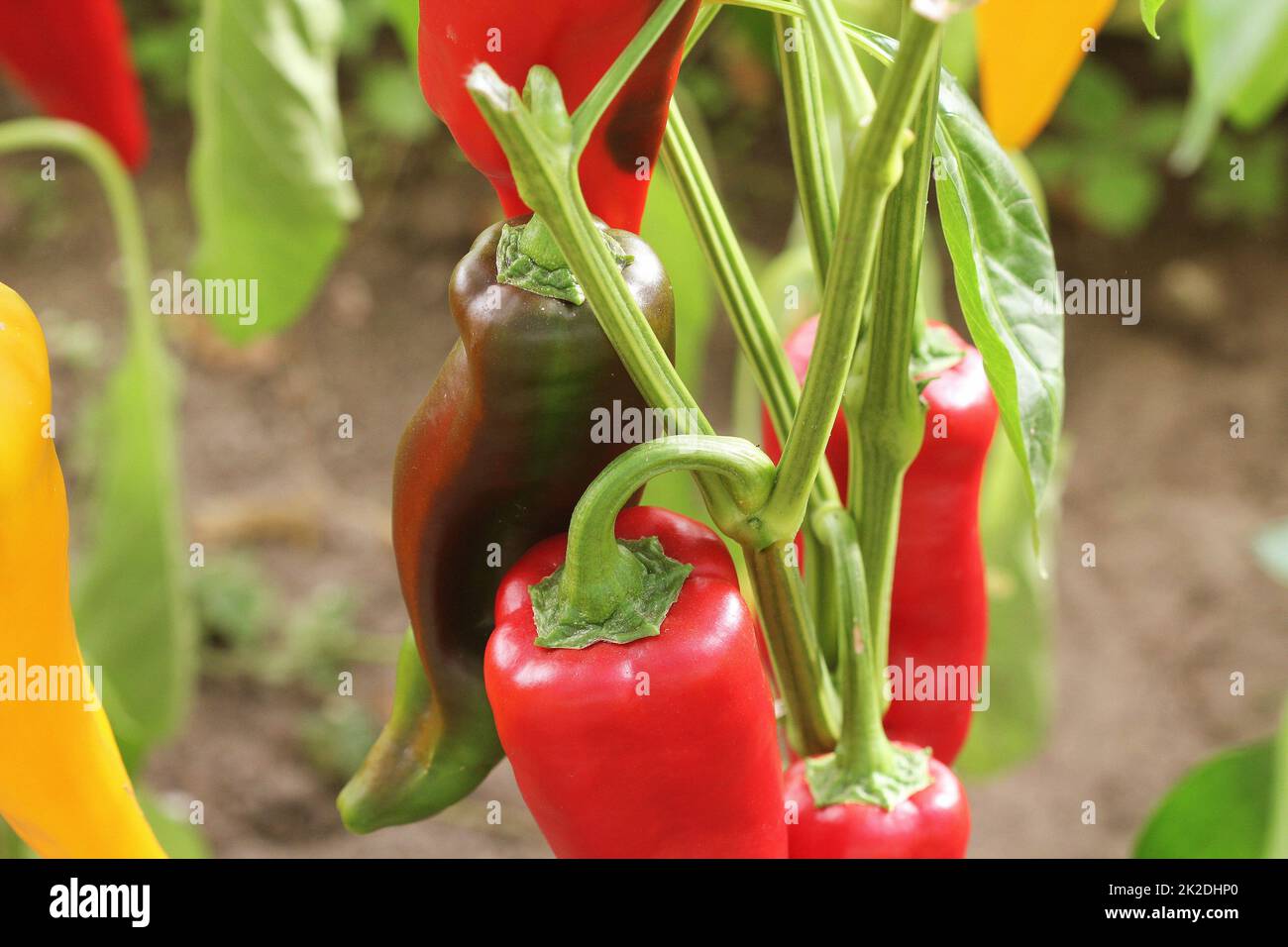 Fresh red sweet bell pepper plants growing in plantation Stock Photo