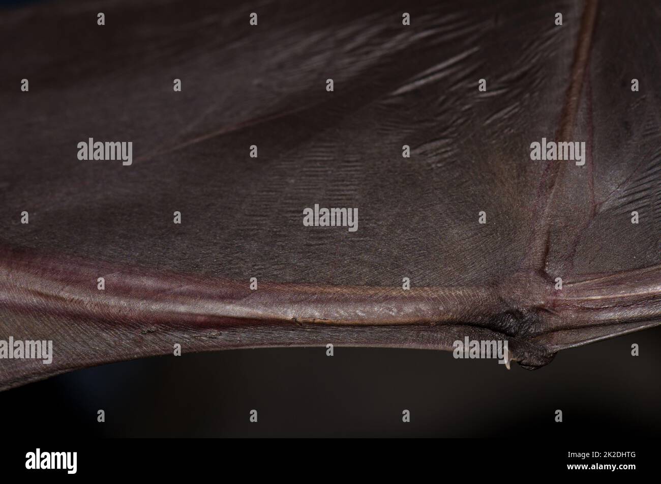 Wing of a greater noctule bat Nyctalus lasiopterus. San Bartolome de