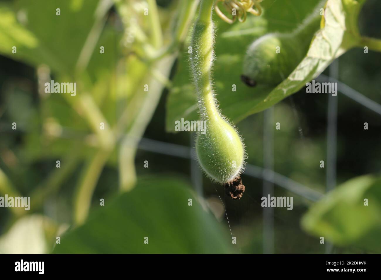 Small young green bottle-shaped lagenaria pumpkin in the garden Stock ...