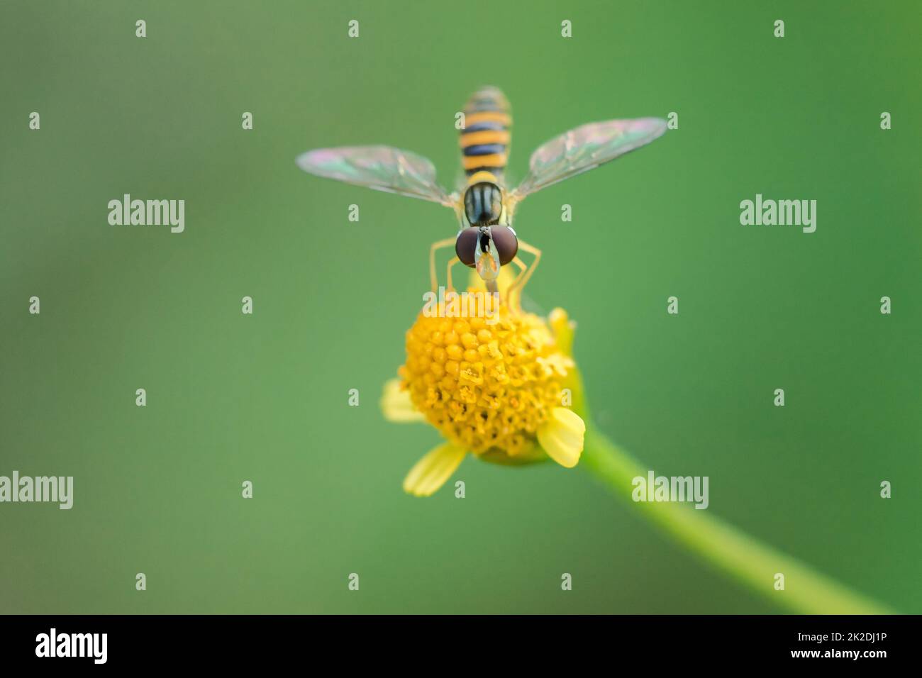 The bee is on the yellow flower pollen, is a macro photography. Stock Photo