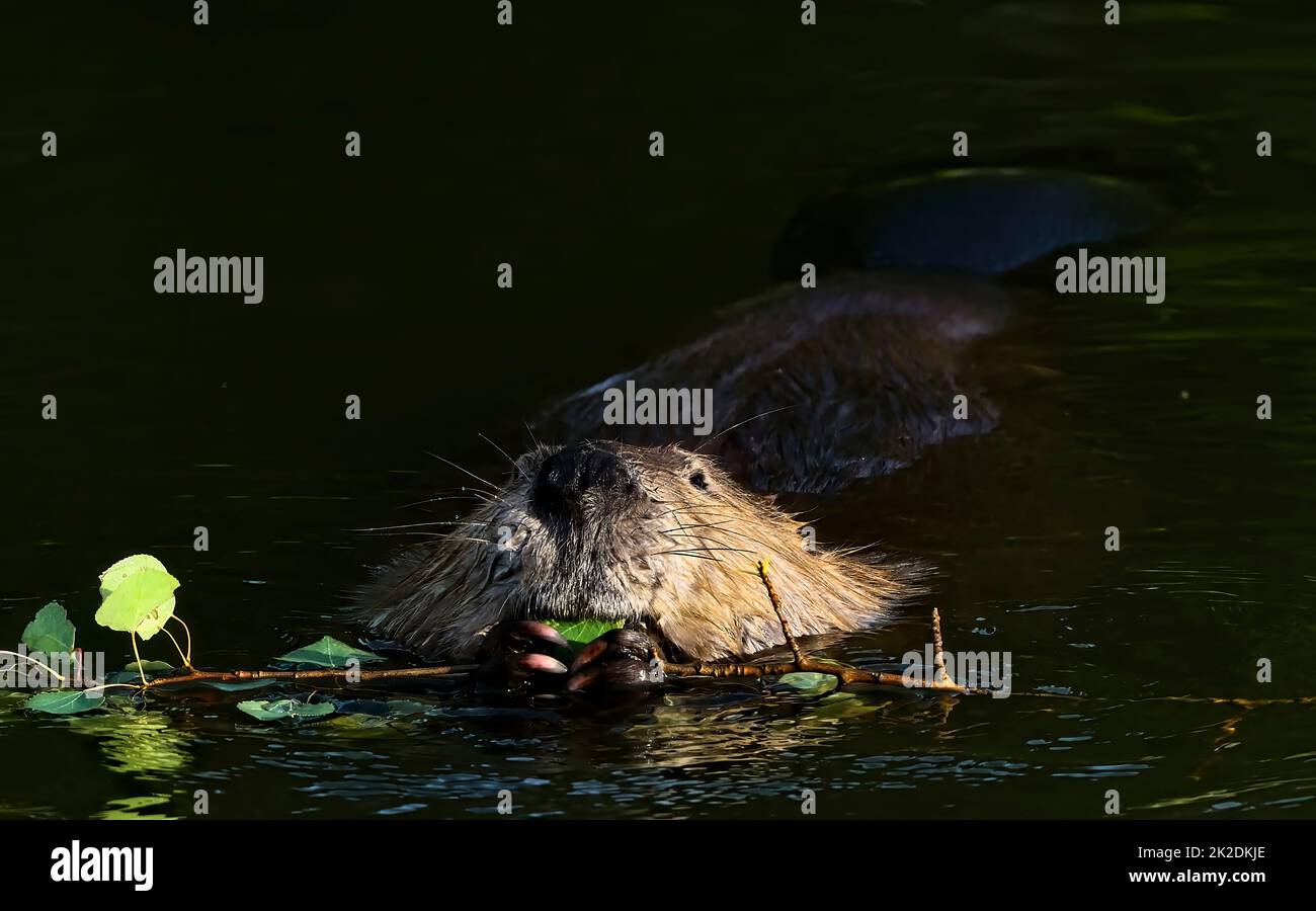 A wild Canadian beaver 'Castor canadensis', feeding on some aspen branches while floating in his calm beaver pond. Stock Photo