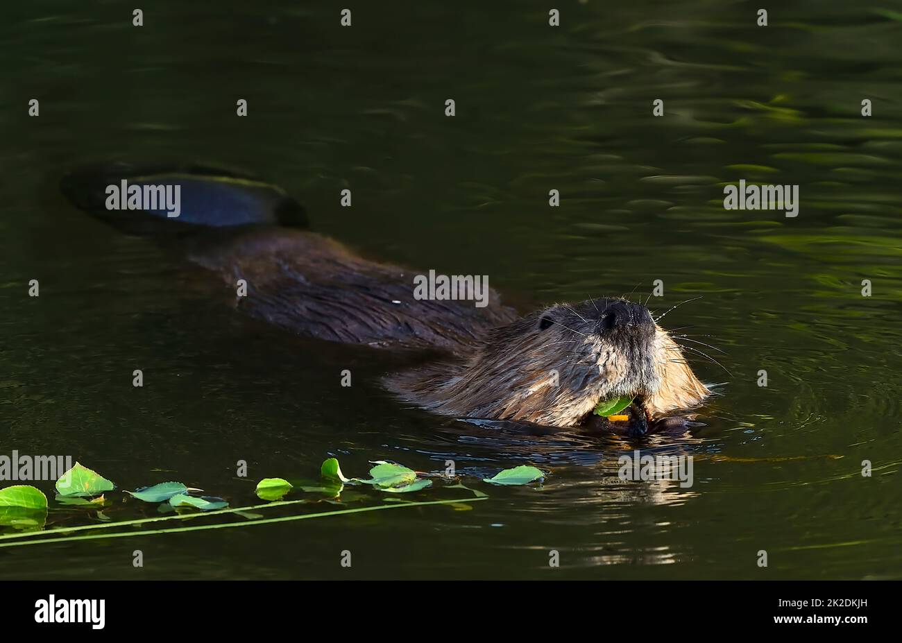 A wild Canadian beaver 'Castor canadensis', feeding on some aspen branches while floating in his calm beaver pond. Stock Photo