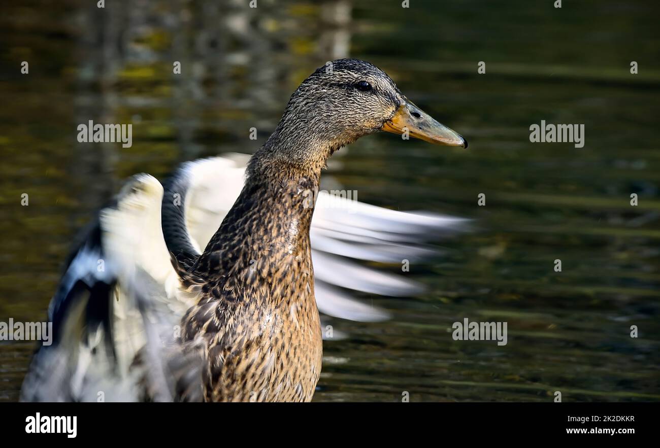 A close up image of a Mallard duck 'Anas platyrhynchos', flapping its wings in a wetland in rural Alberta Canada. Stock Photo