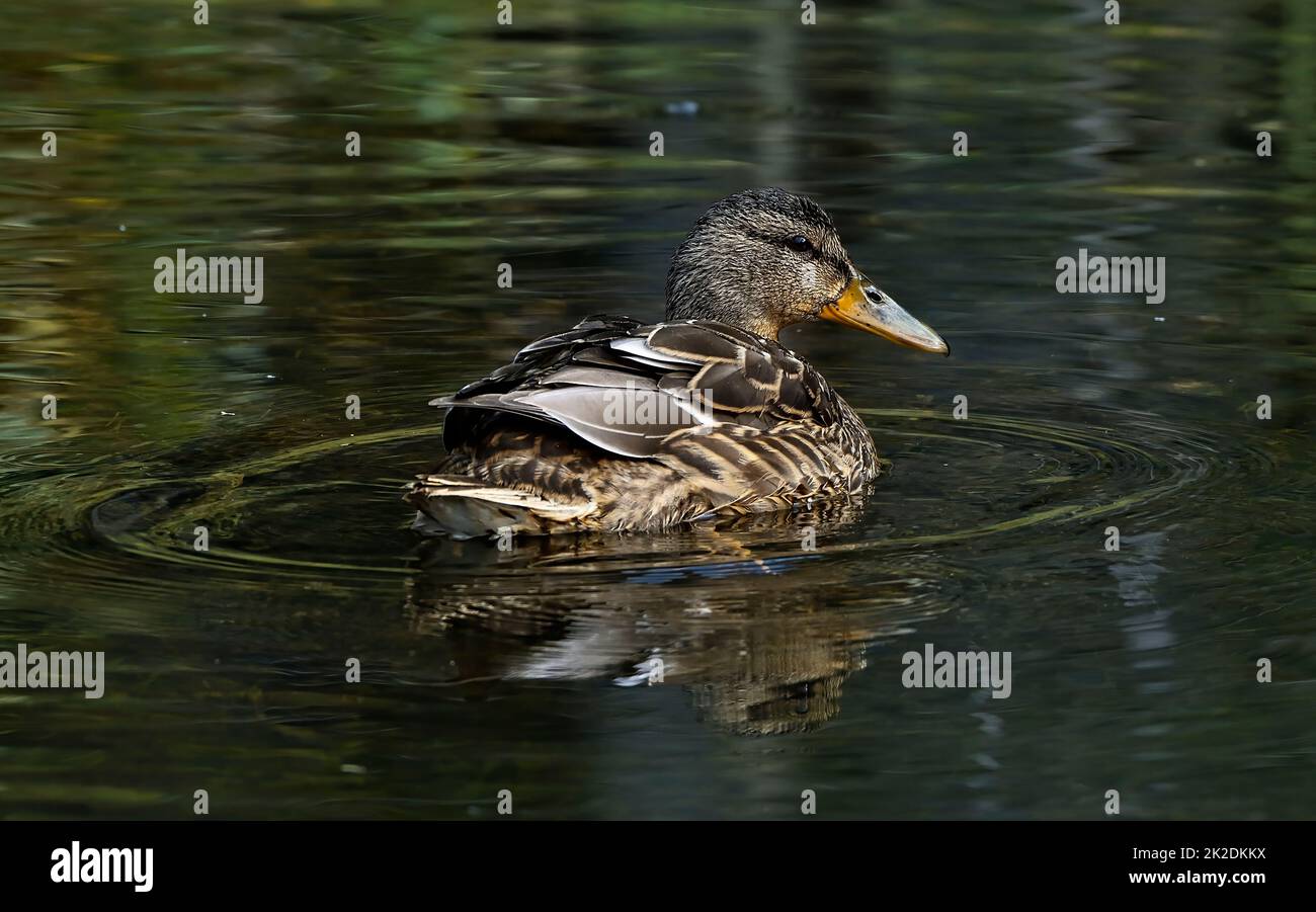A close up image of a Mallard duck 'Anas platyrhynchos', swimming in a still pond in a wetland in rural Alberta Canada. Stock Photo