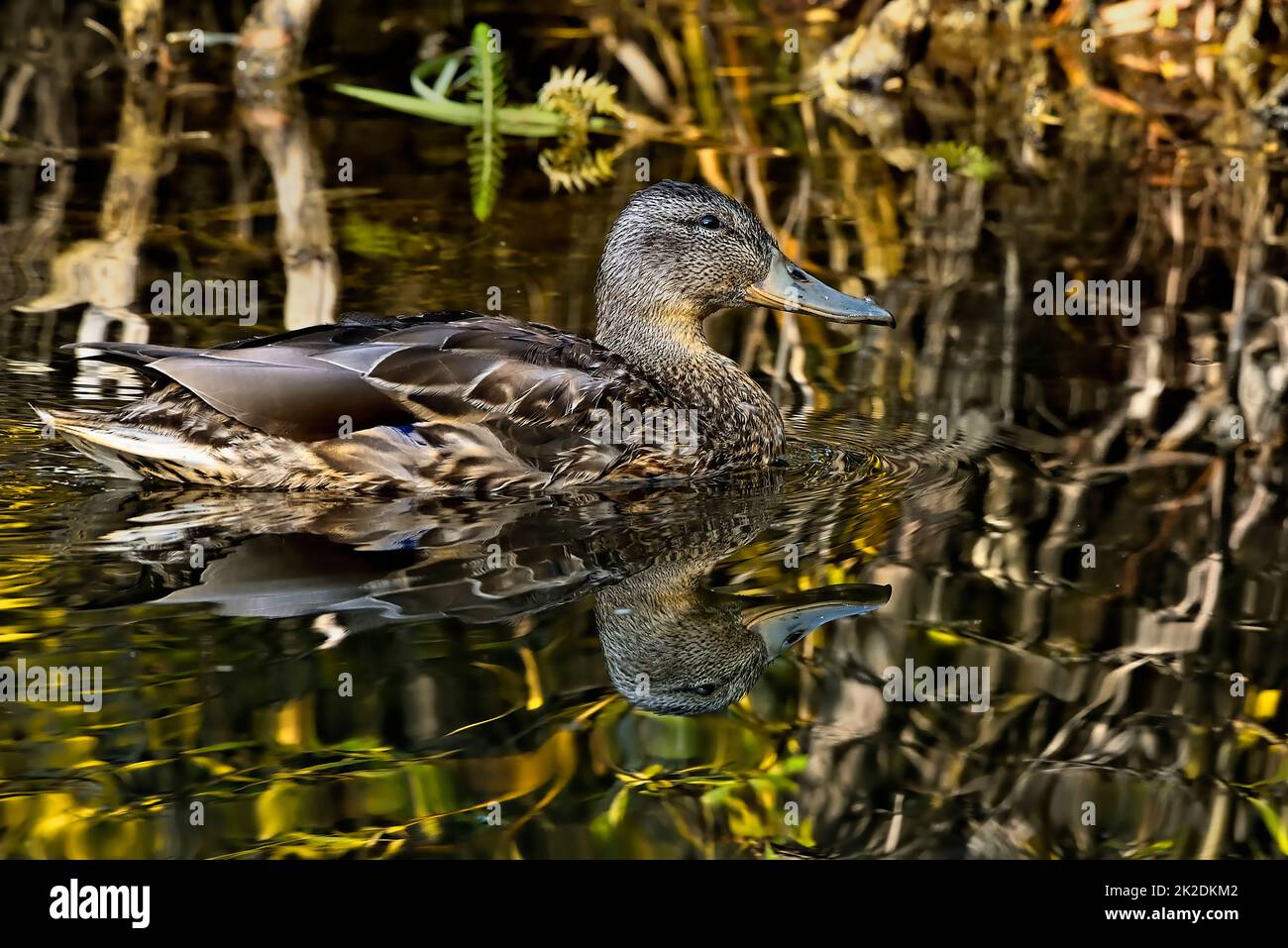 A close up image of a Mallard duck 'Anas platyrhynchos', swimming in a still pond with vegetation reflecting  in a wetland pond in rural Alberta Canad Stock Photo