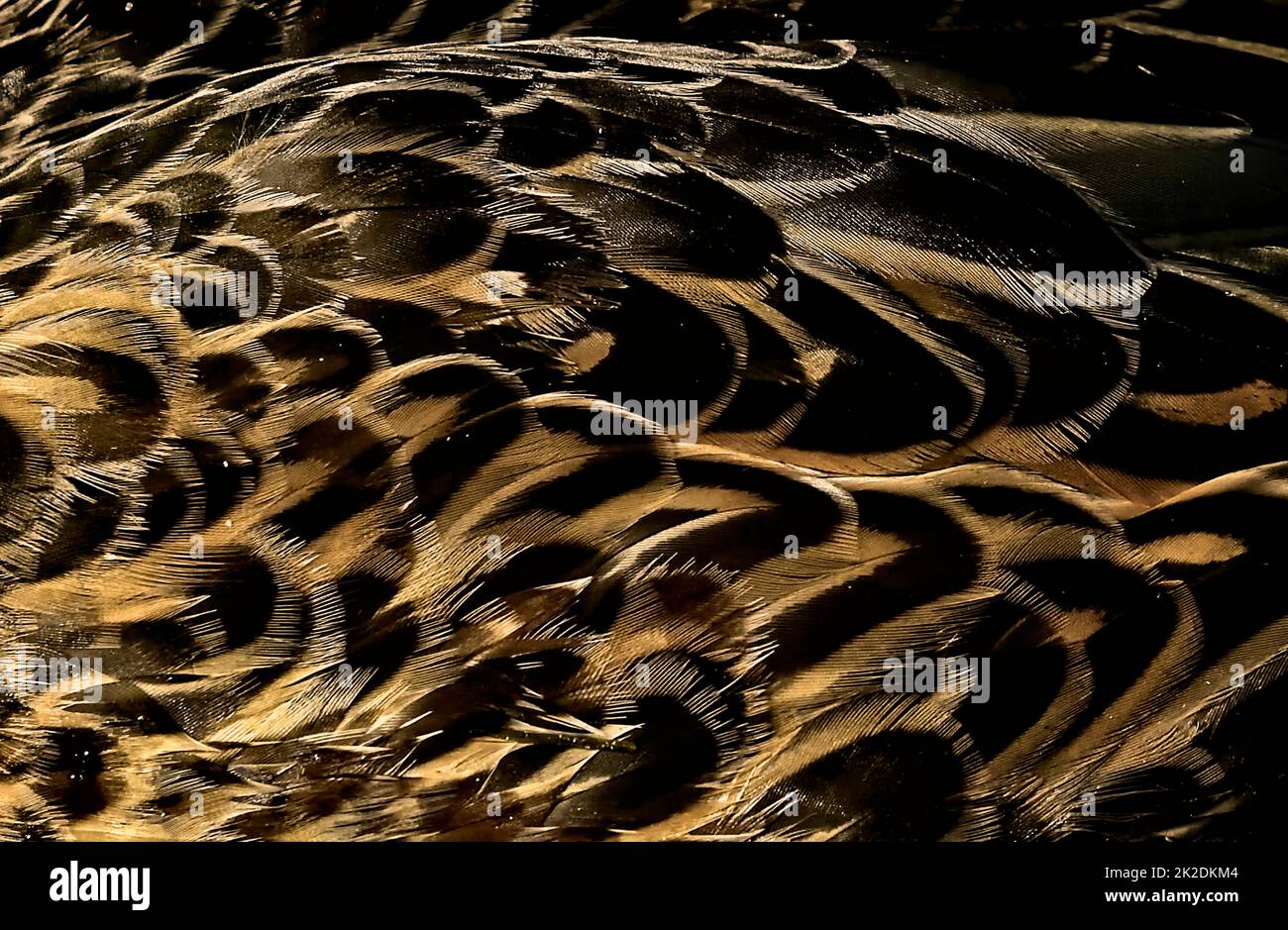 A close up image of a Mallard duck feathers 'Anas platyrhynchos', alive and foraging in a summer wetland in rural Alberta Canada. Stock Photo