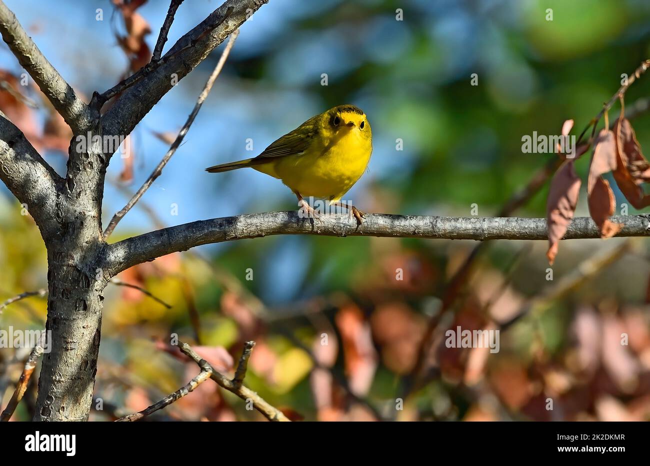 A brightly colored Wilson's Warbler 'Wilsonia pusilla', perched on a tree branch in rural Alberta Canada. Stock Photo