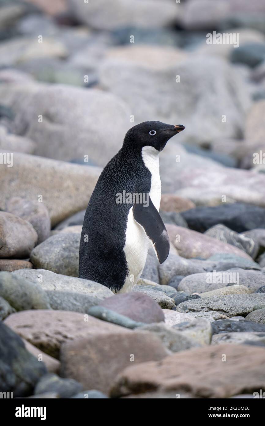 Adelie penguin stands on shingle in profile Stock Photo