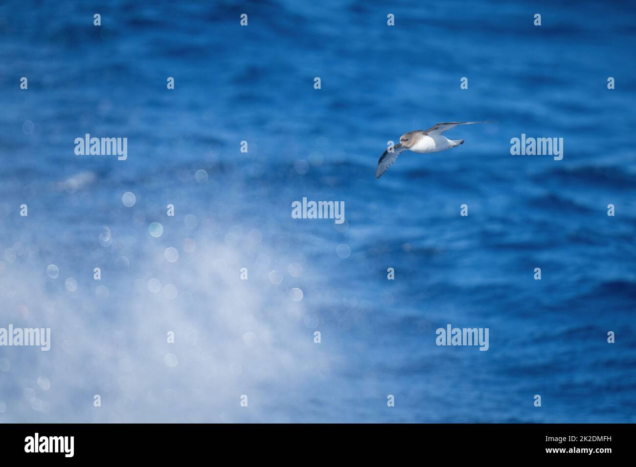 Antarctic petrel glides over spray from ocean Stock Photo