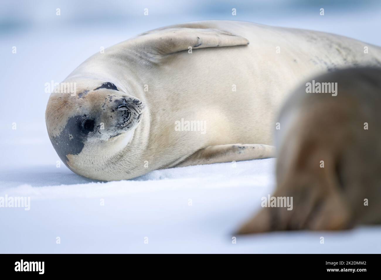 Close-up of crabeater seal lying by another Stock Photo