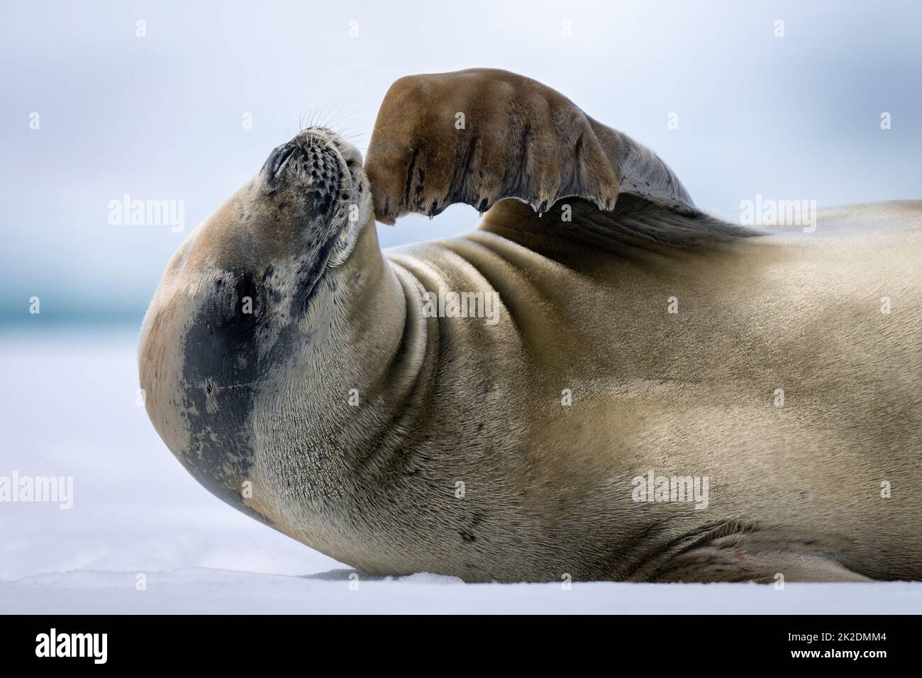 Close-up of crabeater seal scratching its chin Stock Photo