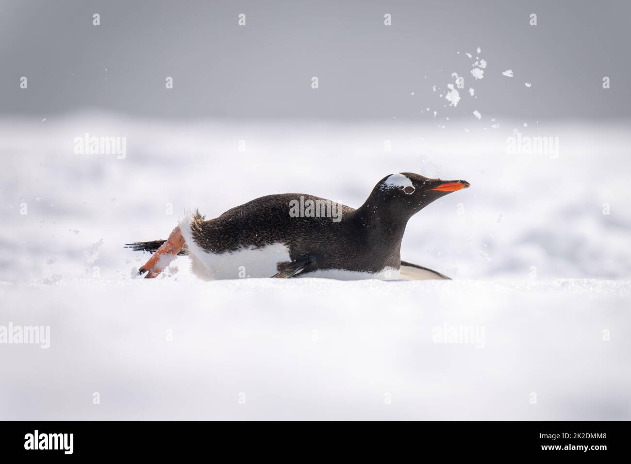 Gentoo penguin slides down slope in snow Stock Photo