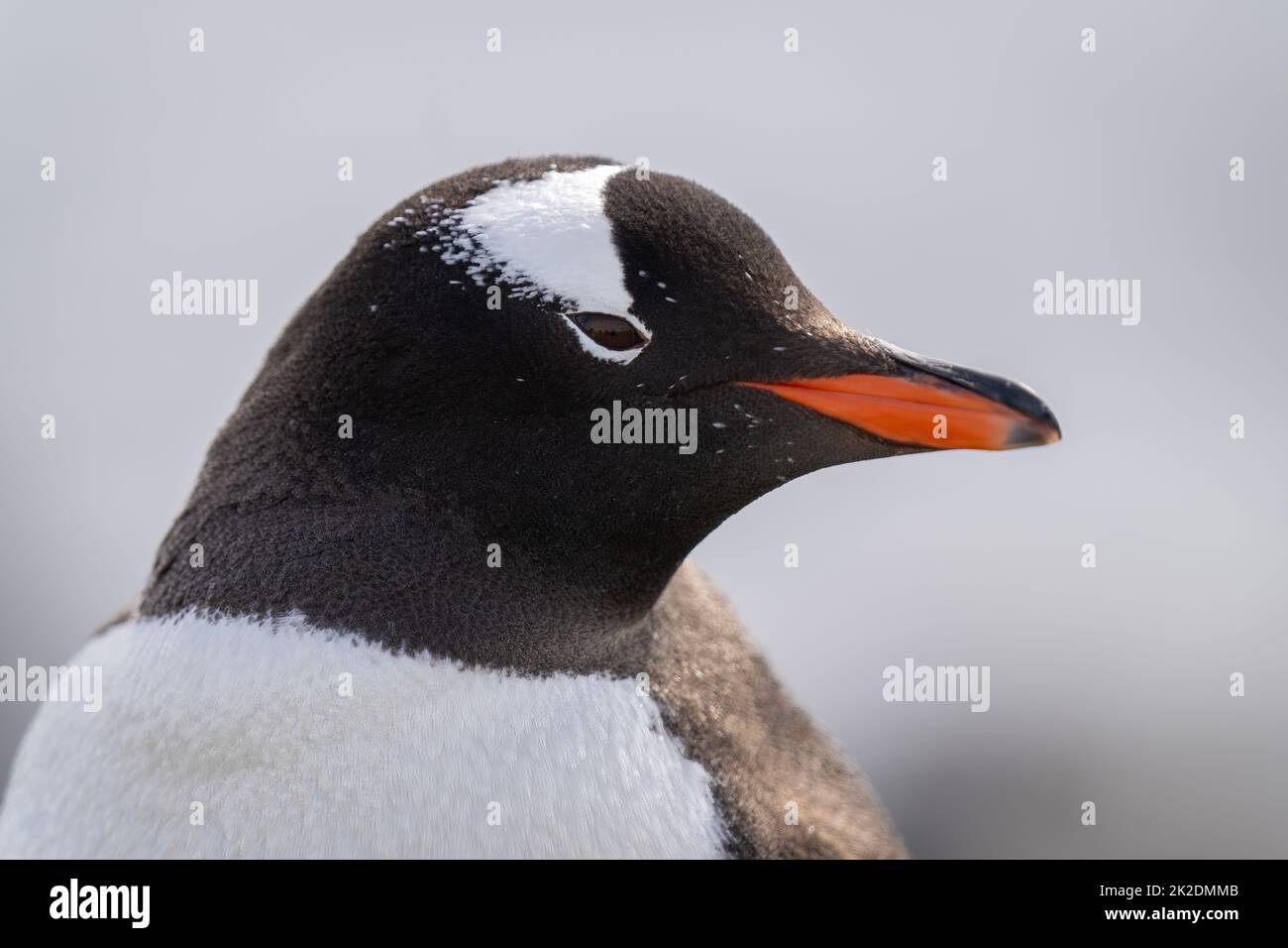 Close-up of gentoo penguin head facing right Stock Photo
