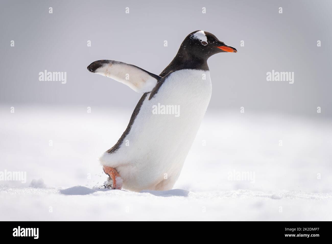 Gentoo penguin waddles across snow facing right Stock Photo
