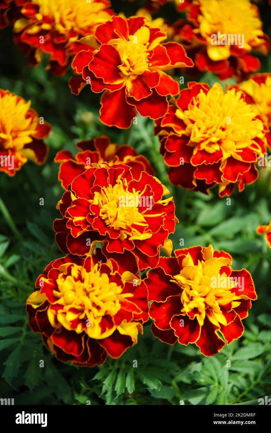 Tagetes patula French marigold in bloom, orange yellow flowers, green leaves Stock Photo