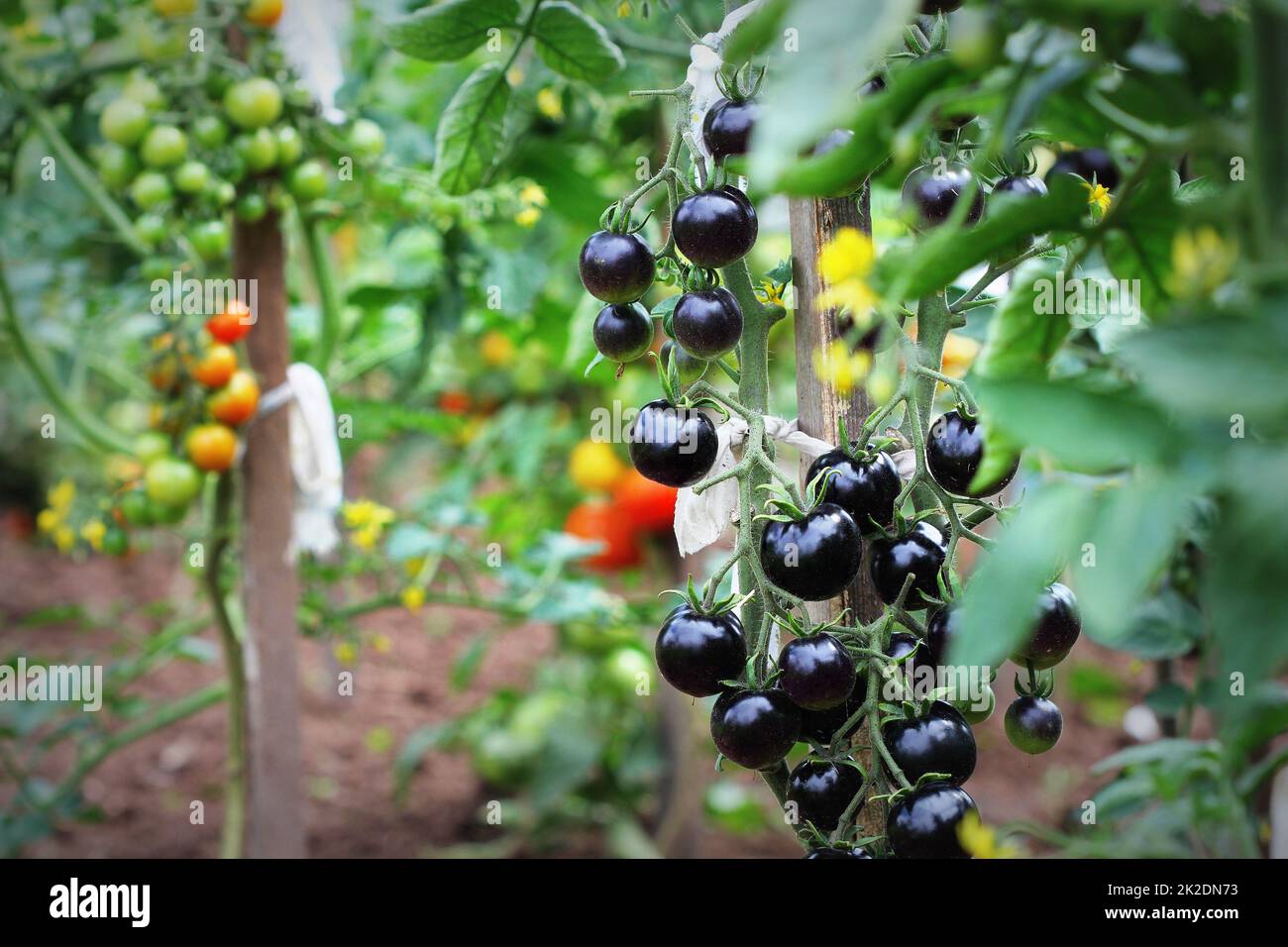 Black tomatoes on a branch in the garden. Indigo rose tomato Stock ...