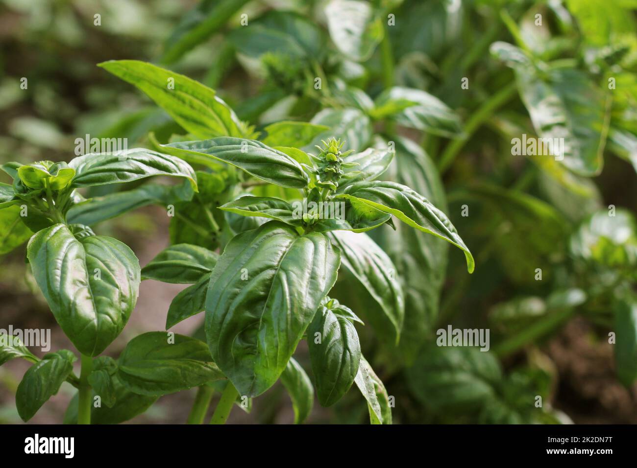 Fresh organic basil plant grows up in garden Stock Photo Alamy