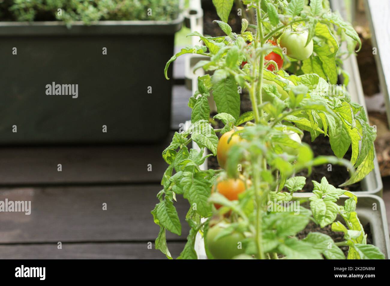 Container garden vegetables hires stock photography and images Alamy