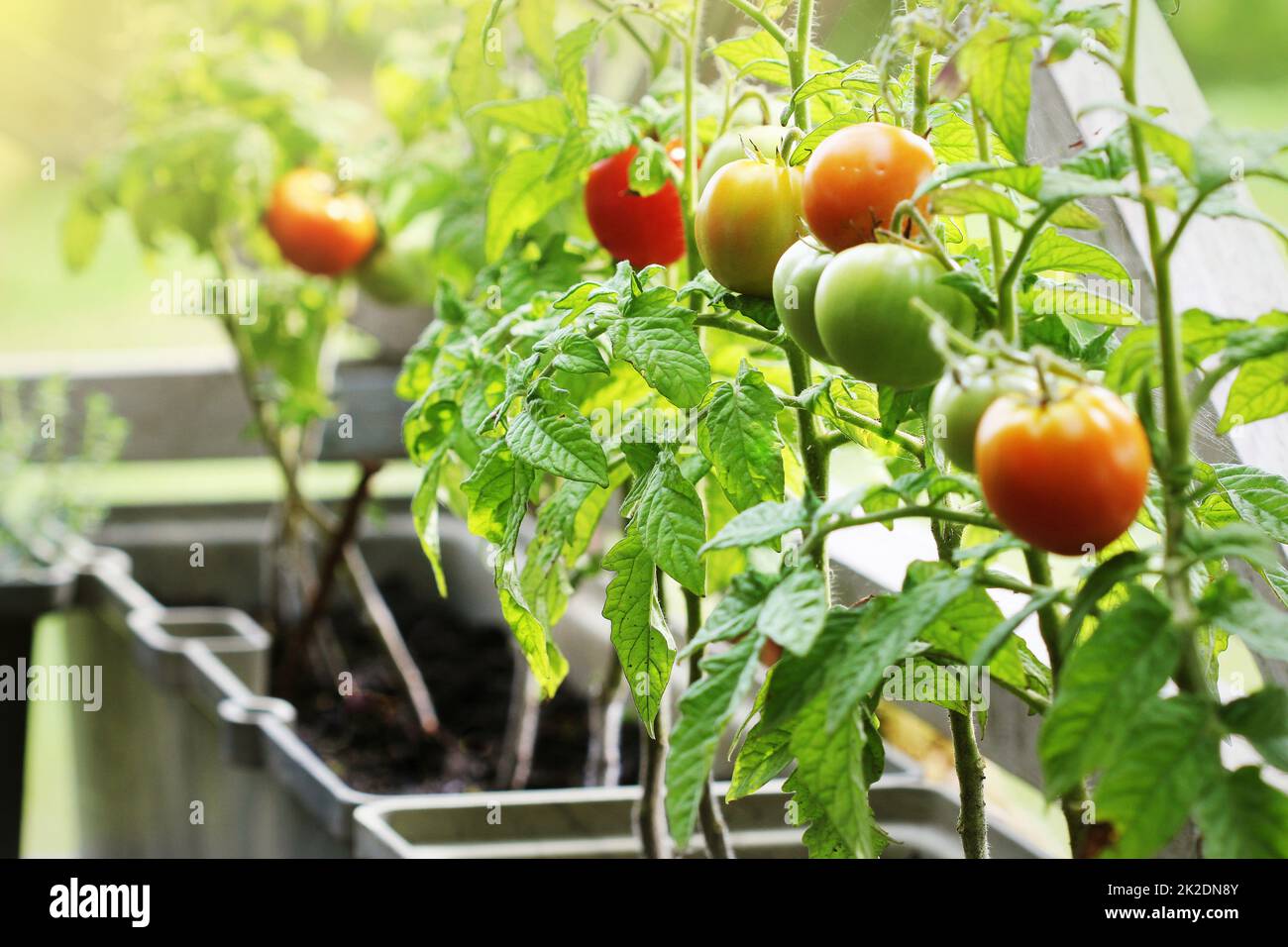 Container garden vegetables hires stock photography and images Alamy