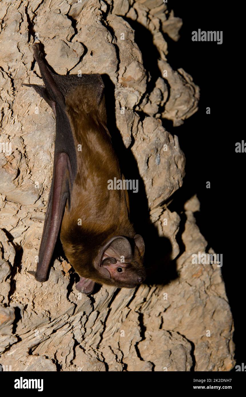 Greater noctule bat Stock Photo Alamy