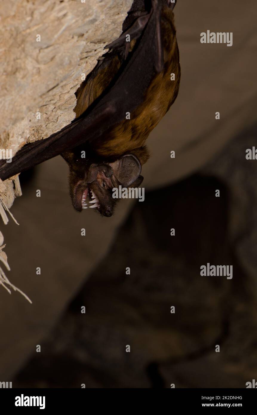 Greater noctule bat Stock Photo Alamy