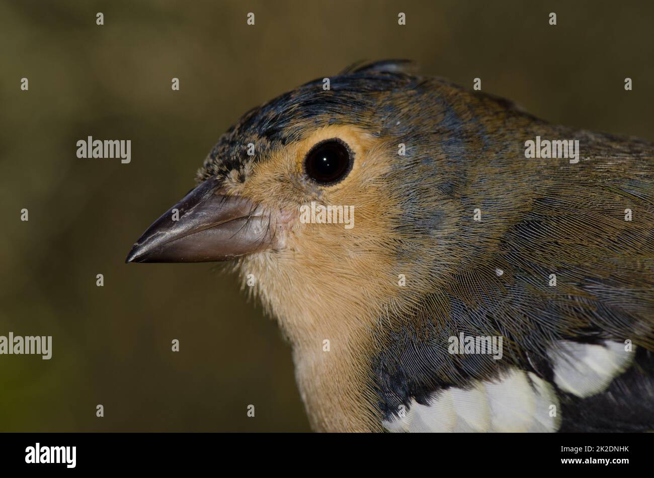 Fringilla canariensis hi-res stock photography and images - Alamy