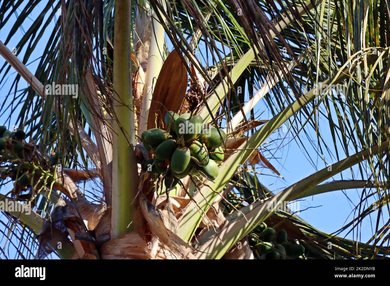 Kokospalme oder Kokosnusspalme (Cocos nucifera) an der Uferpromenade Stock Photo