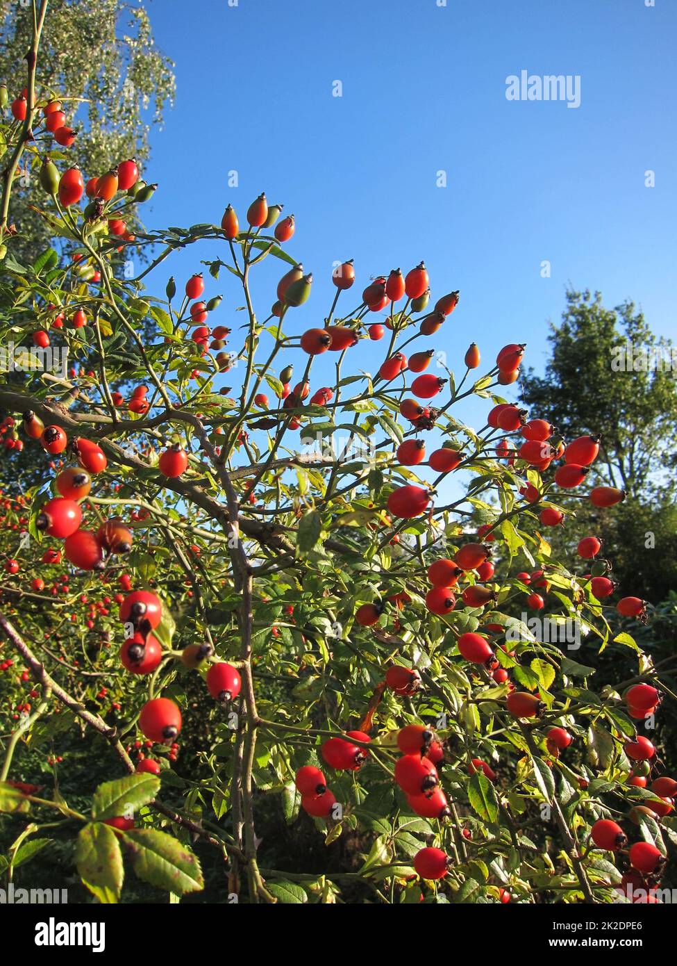 Fruit of rosebush Stock Photo