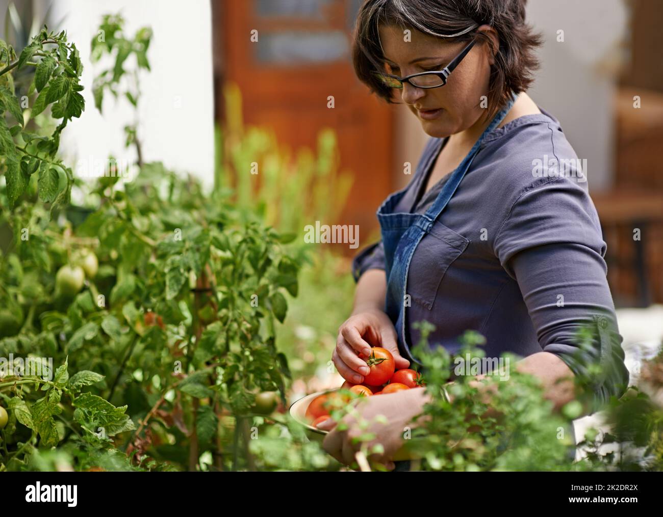 My tomatoes are looking lovely this season. A middle-aged woman picking home-grown tomatoes in her garden. Stock Photo