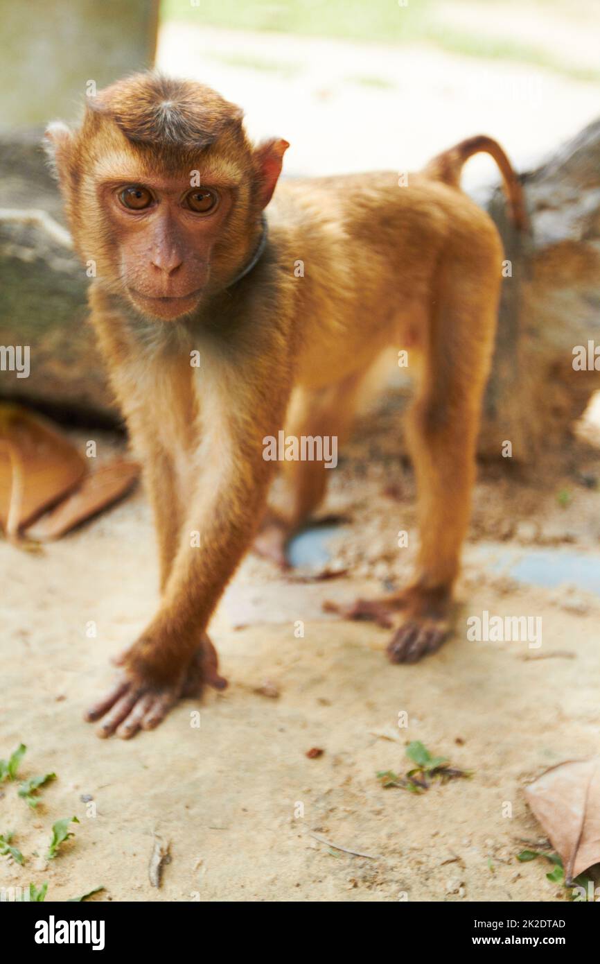 Captive macaque monkey. Thai macaque standing on all fours. Stock Photo