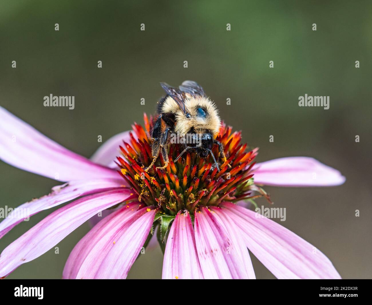 A western Honey Bee, Apis mellifera, on a large lavender daisy type flower in Fish Hatchery Trail County Park, Hayward, Wisconsin. Stock Photo