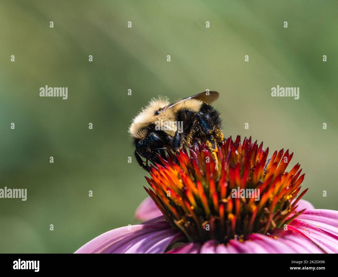 A western Honey Bee, Apis mellifera, on a large lavender daisy type flower in Fish Hatchery Trail County Park, Hayward, Wisconsin. Stock Photo
