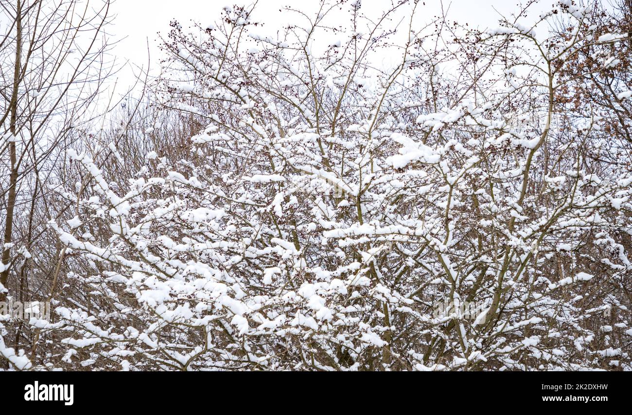 Trees in the Winter Stock Photo