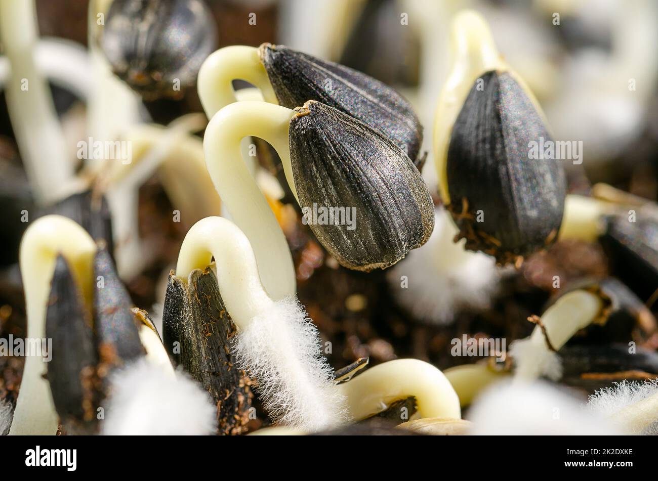 Common sunflowers, Helianthus annuus, sprouting from seed, in sunlight