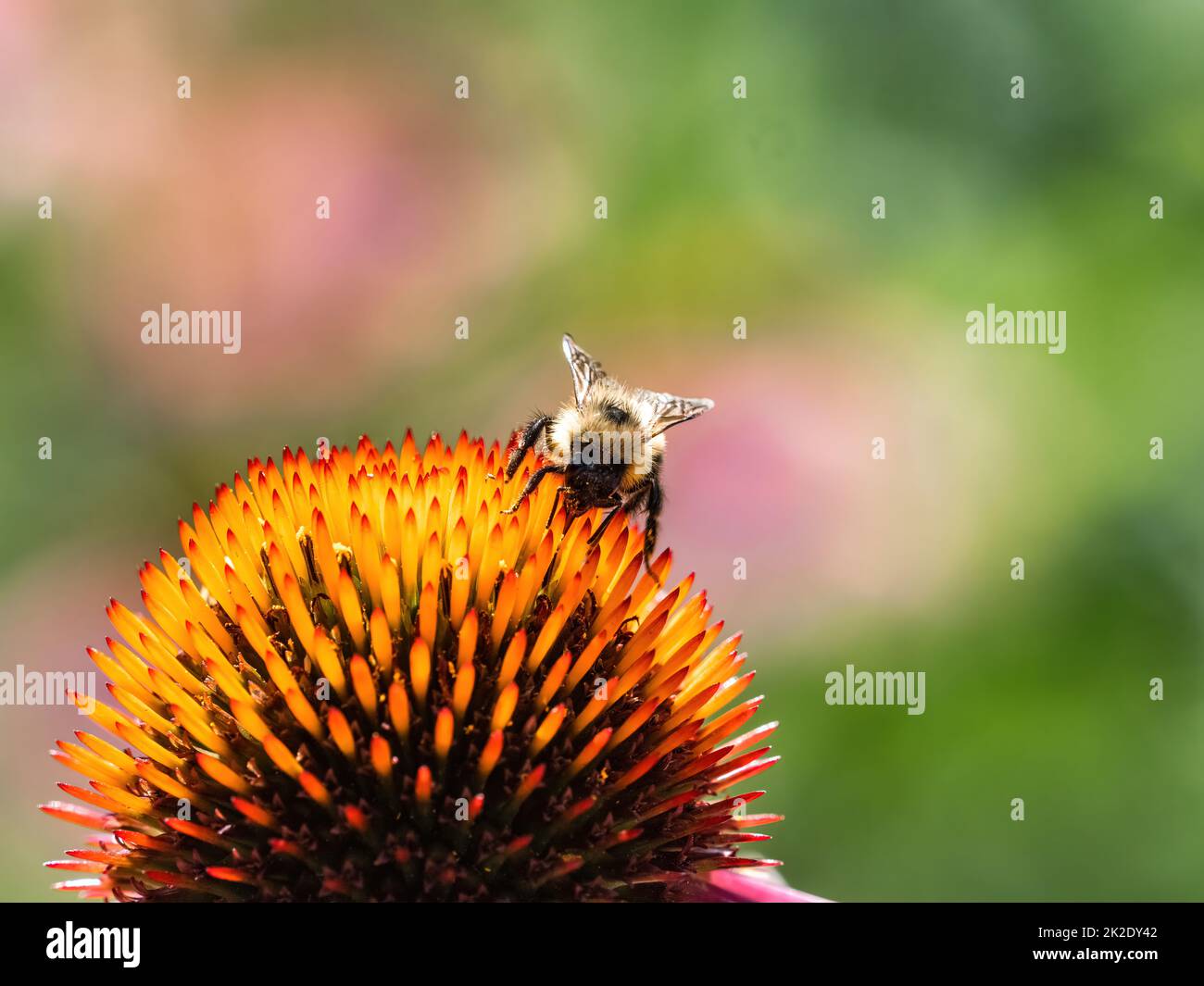 A western Honey Bee, Apis mellifera, on a large lavender daisy type