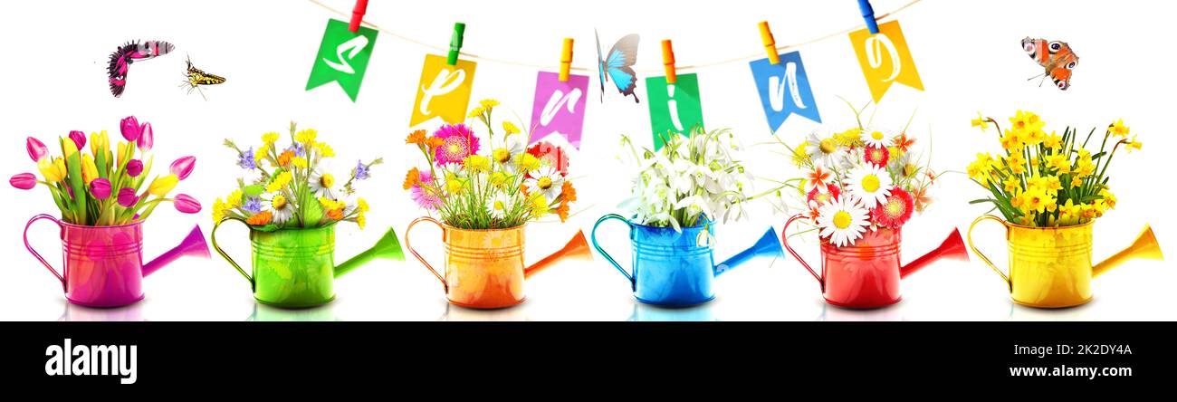 Colorful wild flower bouquet in a watering can with butterflies. Stock Photo