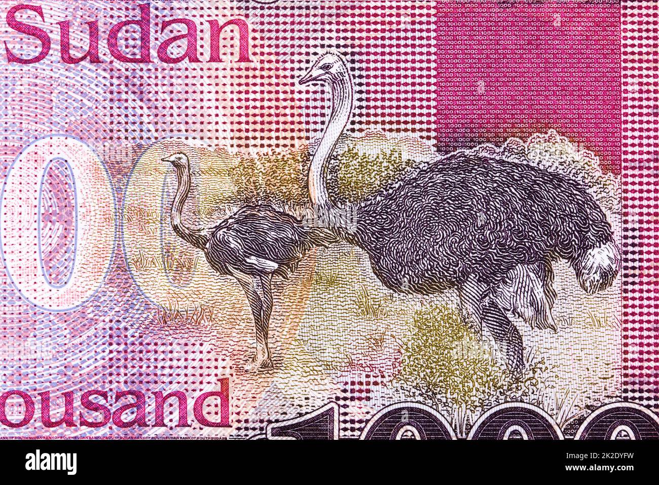 Ostriches from South Sudanese pound Stock Photo