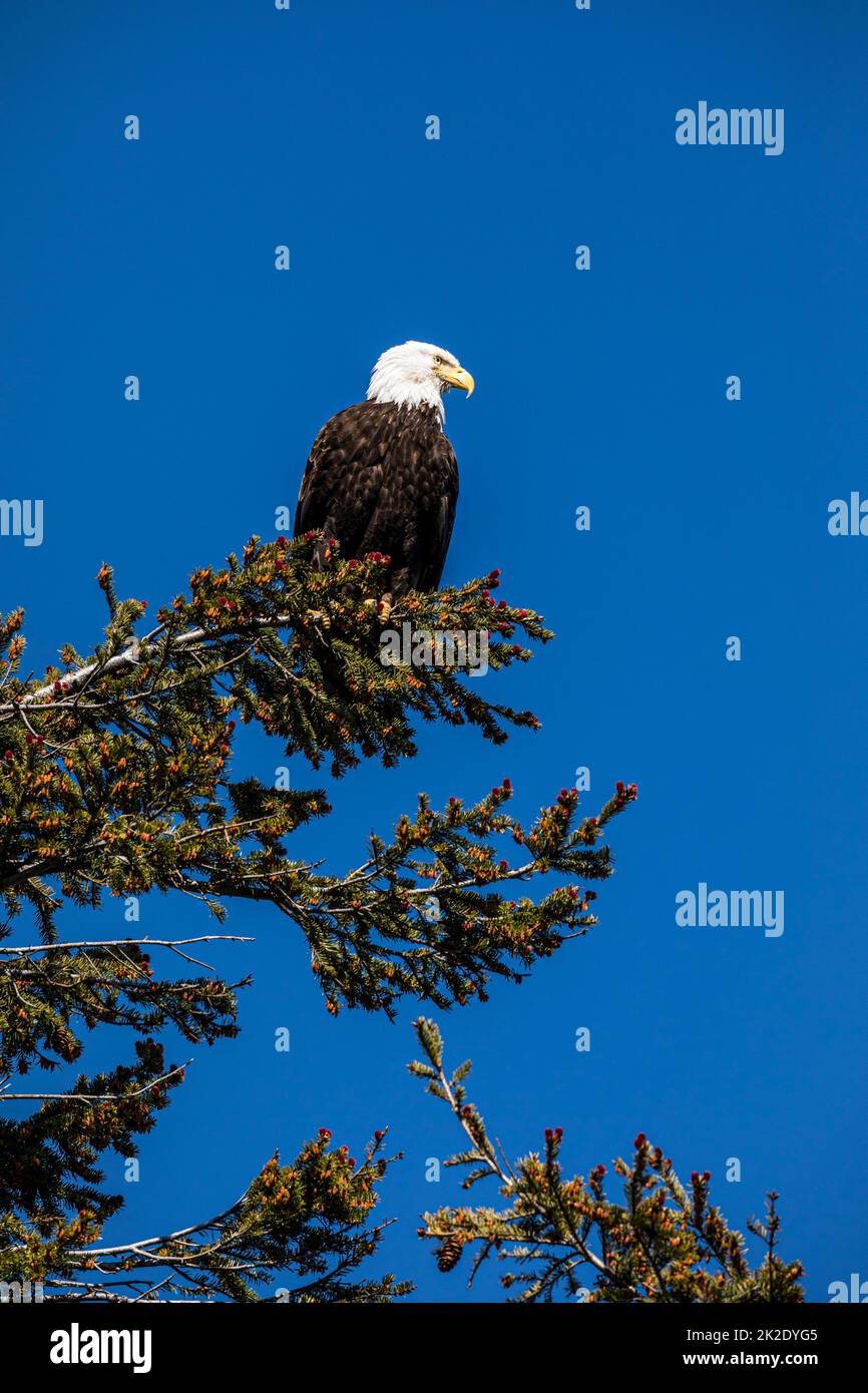 A Bald Eagle perched in a tree in Moran State Park, Washington, USA. Stock Photo
