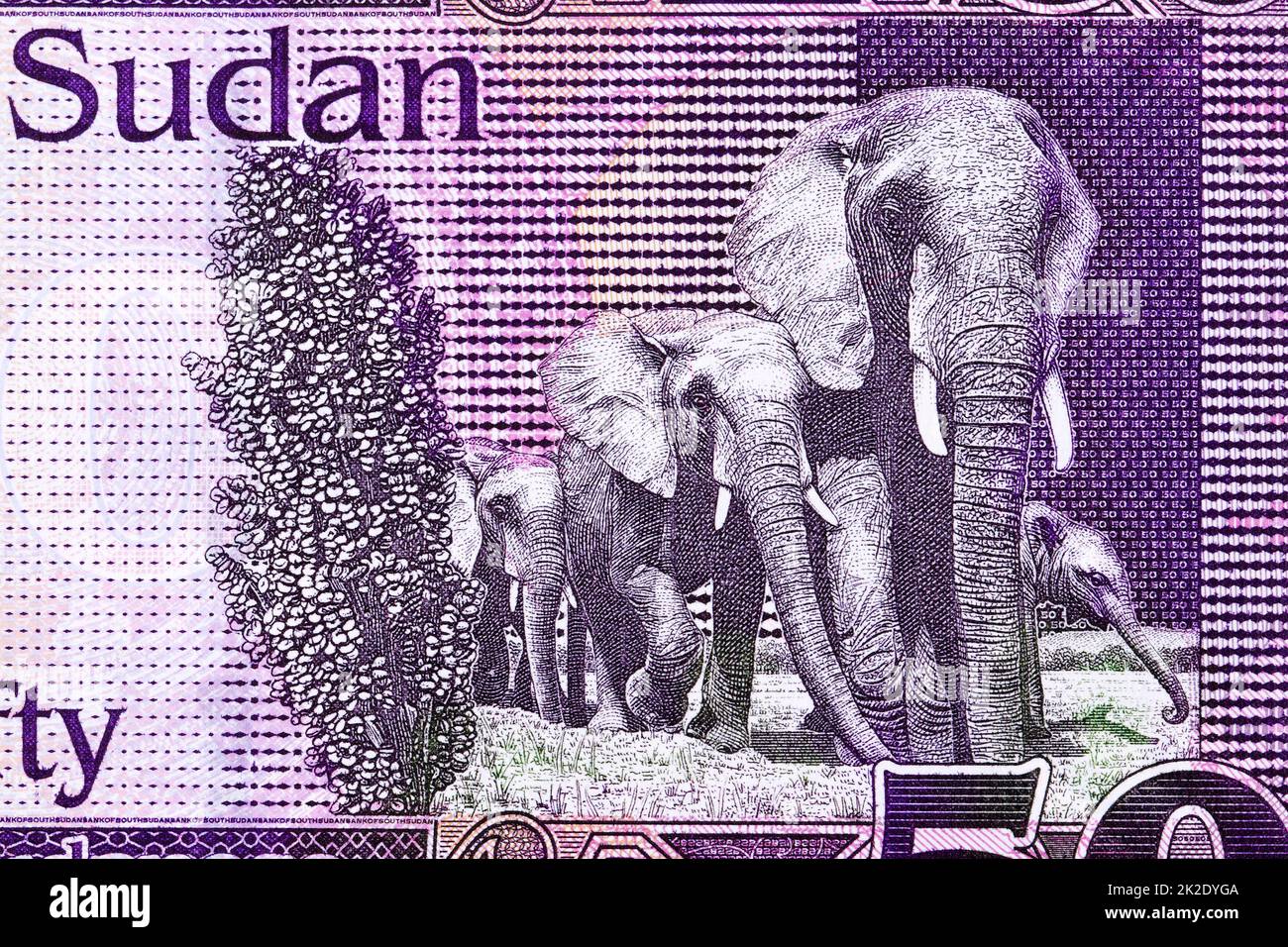 Elephants from South Sudanese pound Stock Photo