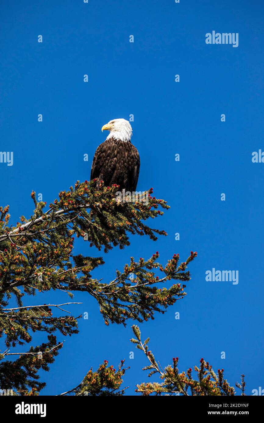 A Bald Eagle perched in a tree in Moran State Park, Washington, USA. Stock Photo