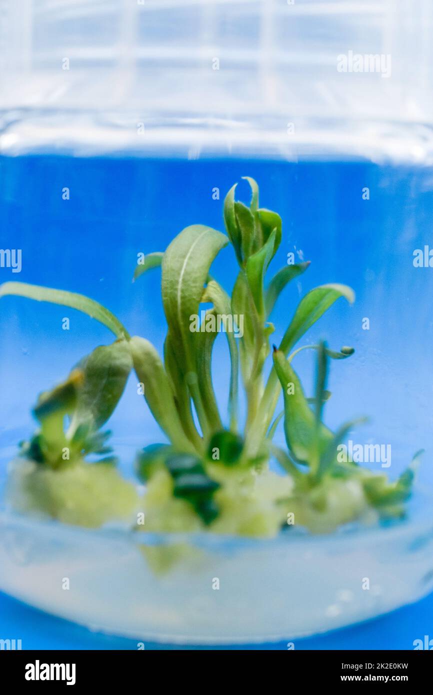 Growing plants tissue callus culture in vitro Stock Photo