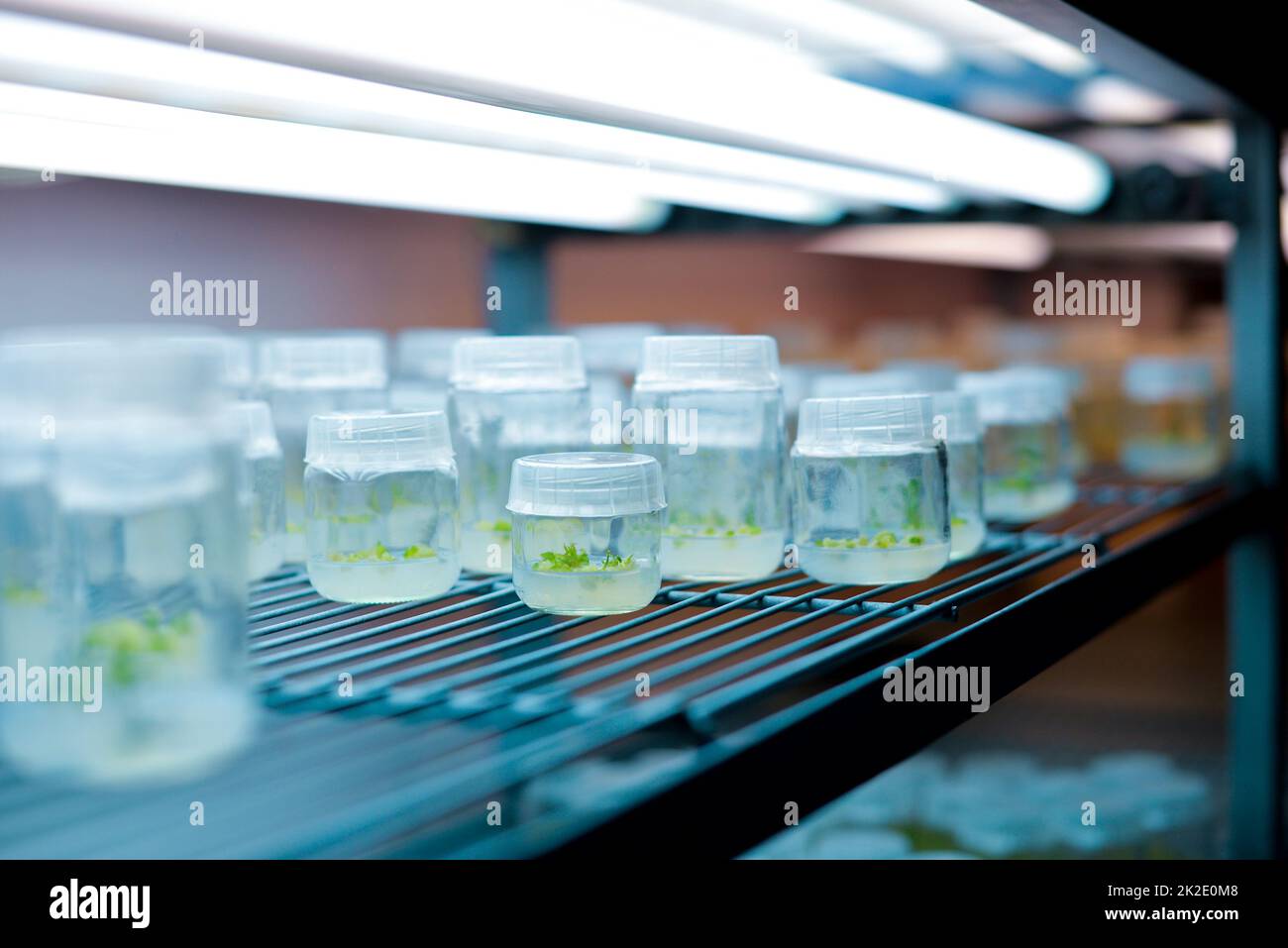 In vitro plant callus tissue culture Stock Photo