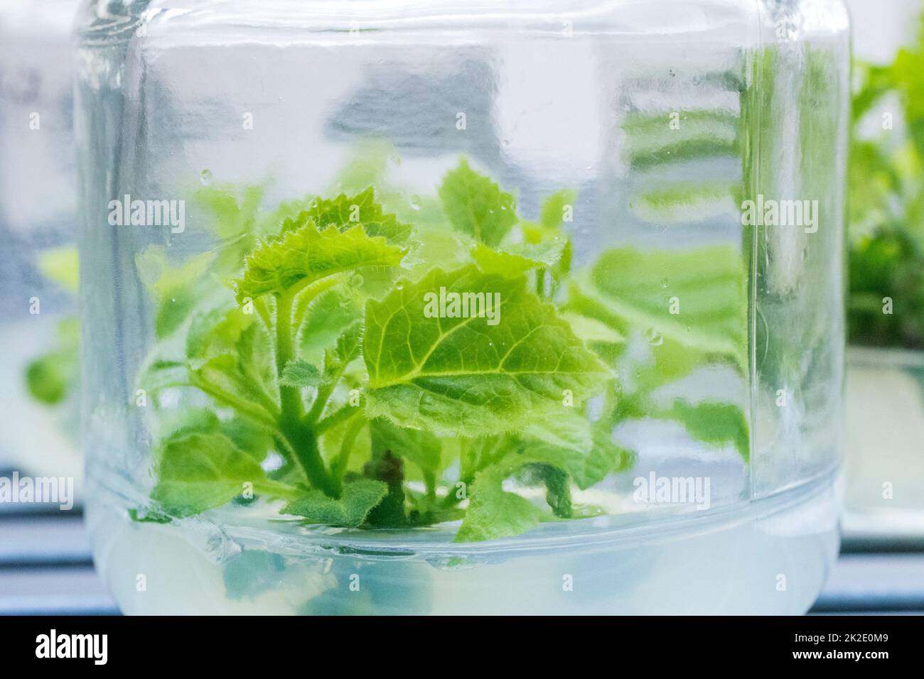 Growing paulownia plants in vitro Stock Photo Alamy