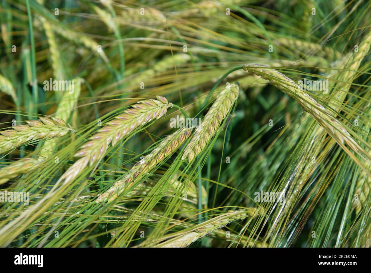 Concept of organic farming, green wheat ears Stock Photo
